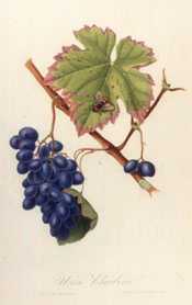 grapes