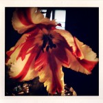 Tulips, Monday night