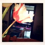 Tulips, Monday