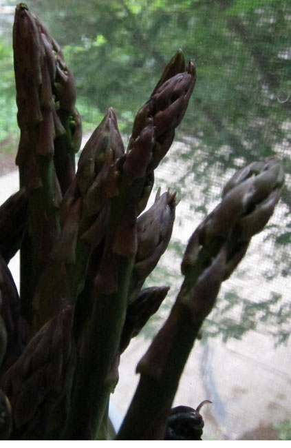 asparagusnarrow