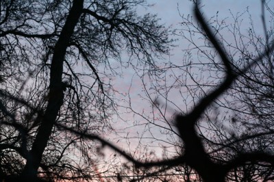 This is stretched - but came out pretty much as I wanted - looking at the pink tinged sundown sky between the bare branches next to the front stoop.