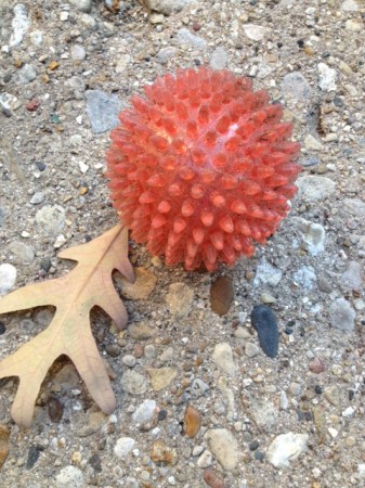 Pink massage ball - not in the gutter, but in the driveway when I first got it home - leaf for scale