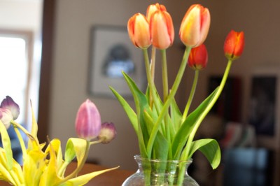 New tulips, right; tulips from mom's day, left
