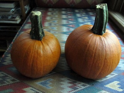 Tipi Produce pumpkins