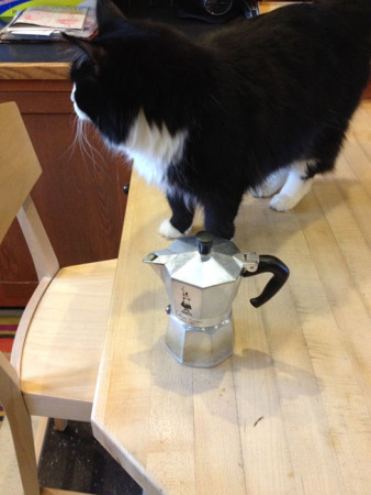 Espresso pot with cat for scale