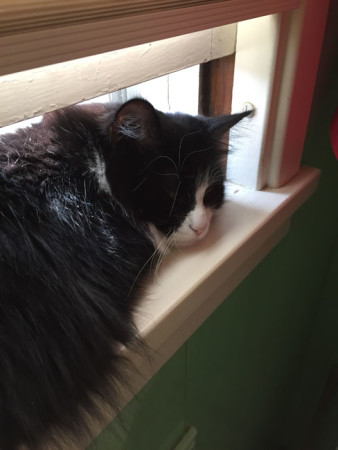 Hammie in her new favorite spot, bathroom window sill. The window has a stop so that's all the farther it opens but she likes cramming herself into small spaces