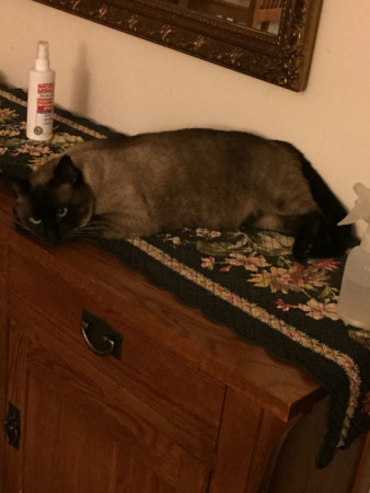 The not-so-mighty Kahn, posed on the sideboard next to squirt bottles we use to try to keep him away from stuff