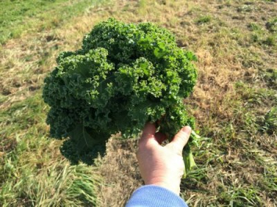 This is one bunch of kale. Order by multiples of 6 bunches.