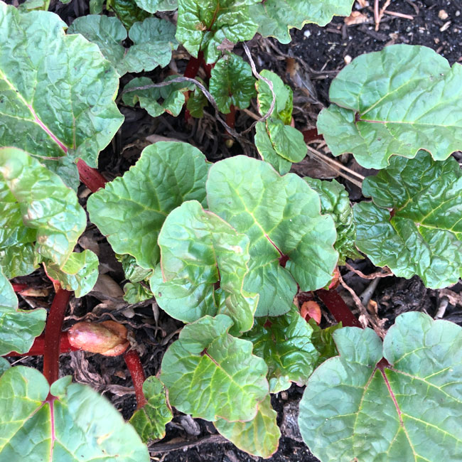 young rhubarb plants